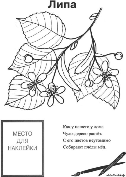 Липа мелколистная