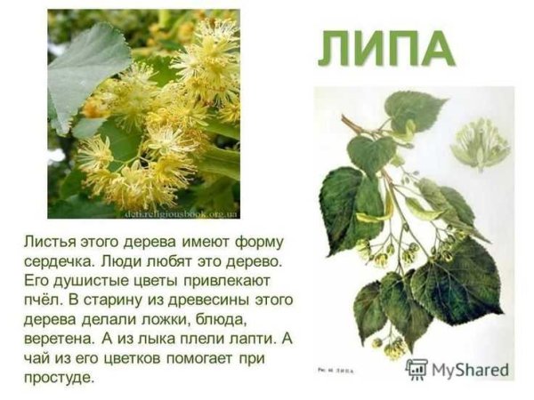 Липа сердцевидная черно белое