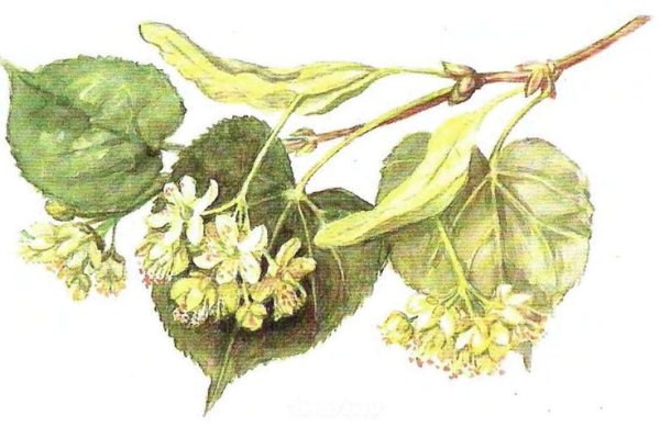 Липа крупнолистная Весна