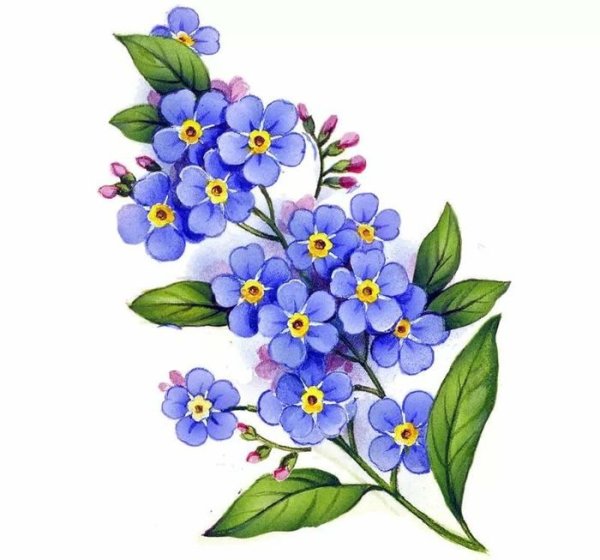 Цветик семицветик
