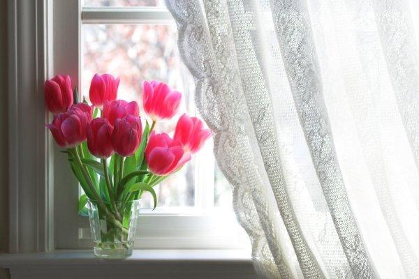 Цветы на пластиковом окне