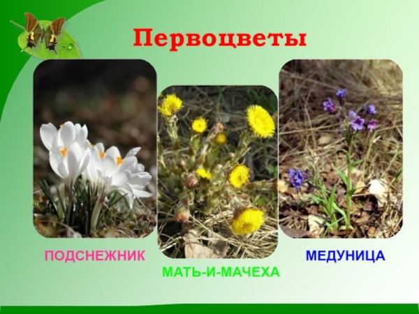 Полевые цветы карточки для детей