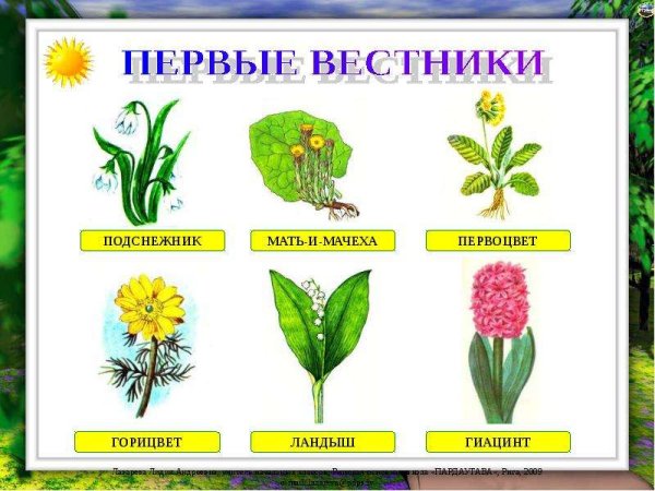 Название первых весенних цветов