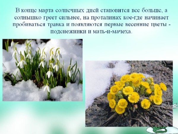 (Первоцветы: Медуница, мать-и-мачеха, Подснежник)