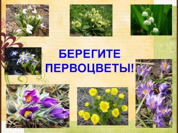 (Первоцветы: Медуница, мать-и-мачеха, Подснежник)