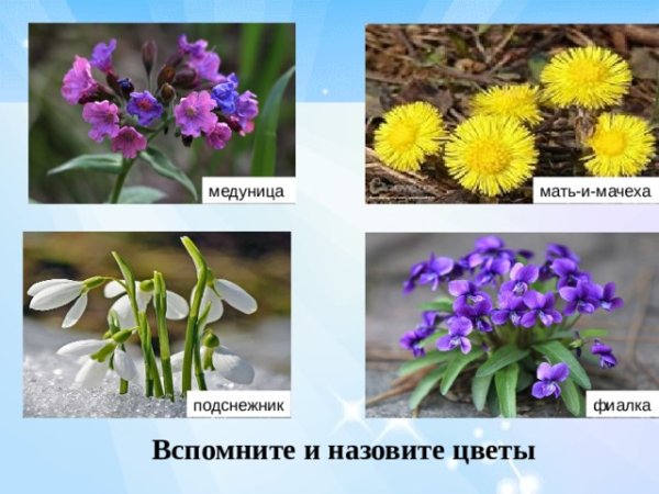 Подснежник названием для детей