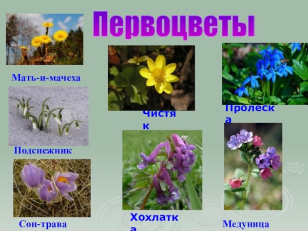 Первоцветы для детей