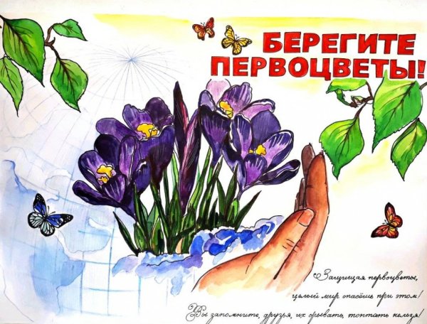 Примула первоцвет през