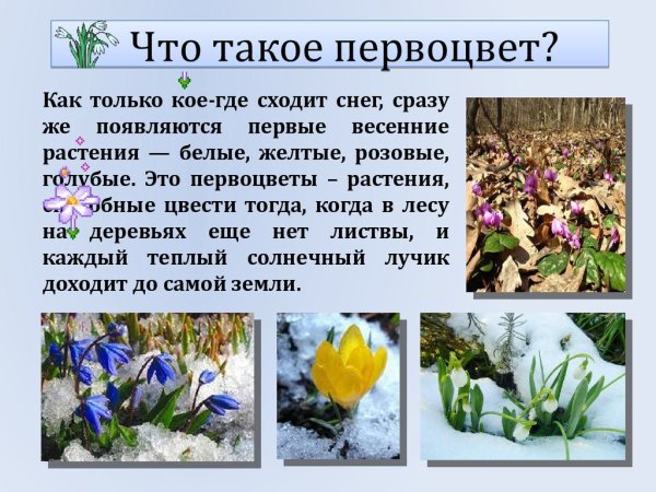 Полевые цветы для детей