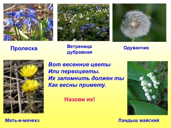 Весенние первоцветы для детей