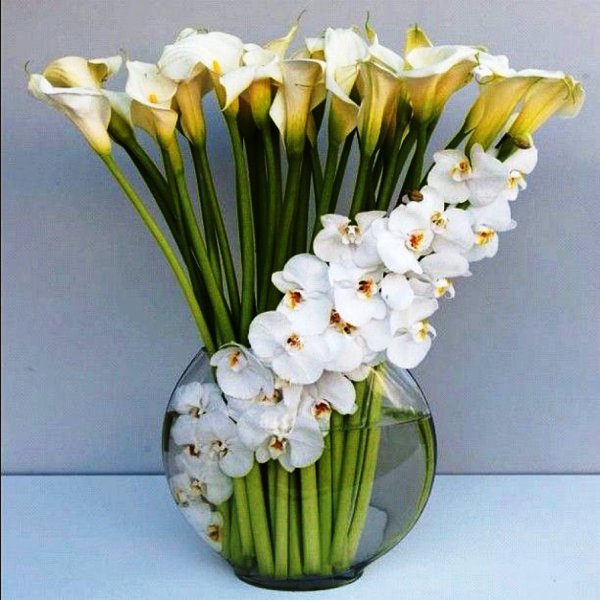 Каллы цветы