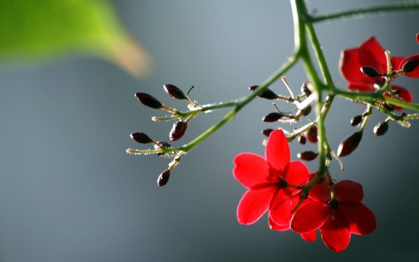 Нежные цветы Сакуры