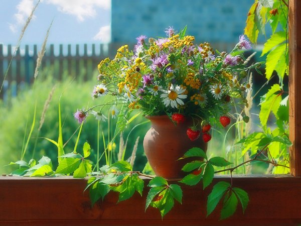 Утренние ромашки