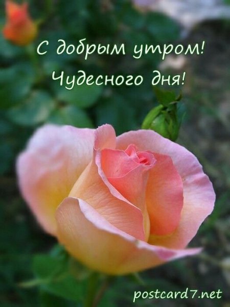 Доброе утро розы