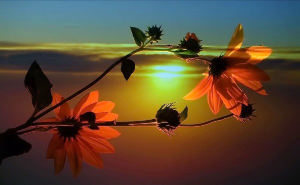 Природа цветы