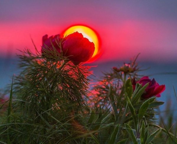 Море цветы рассвет