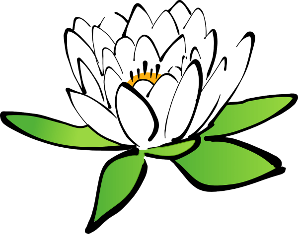 Лилия белая