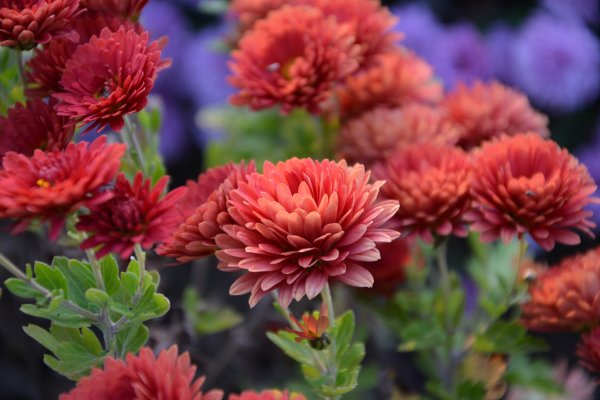 Хризантема Hanenburg Red