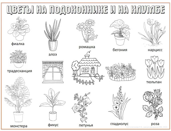 Растения. Раскраска