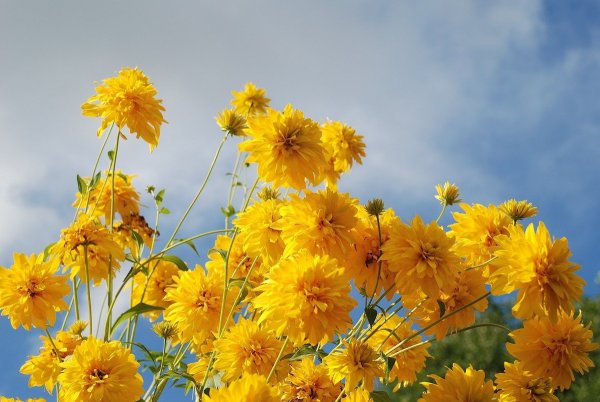 Primrose Yellow цвет