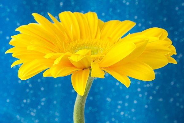 Желтые обои