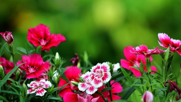 Космея – Pink Cosmos