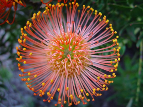Protea laurifolia).