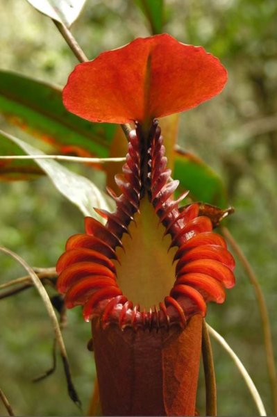 Nepenthes edwardsiana