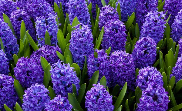 Hyacinthus orientalis
