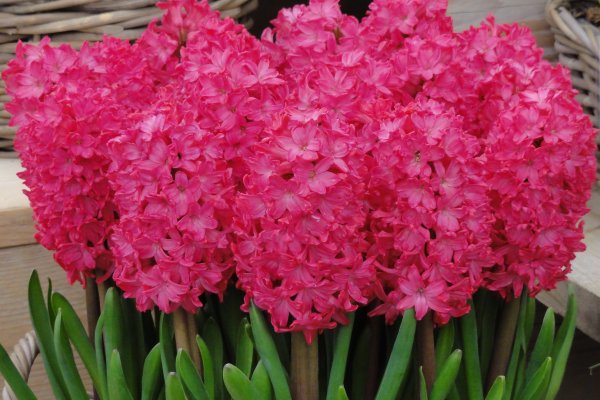 Цветок Hyacinthus Pink