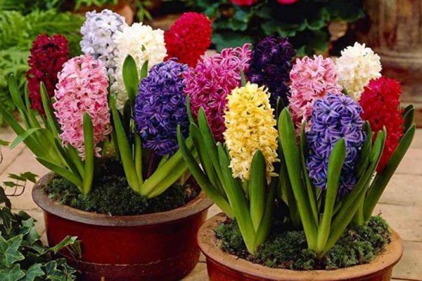 Луковичные комнатные цветы гиацинт