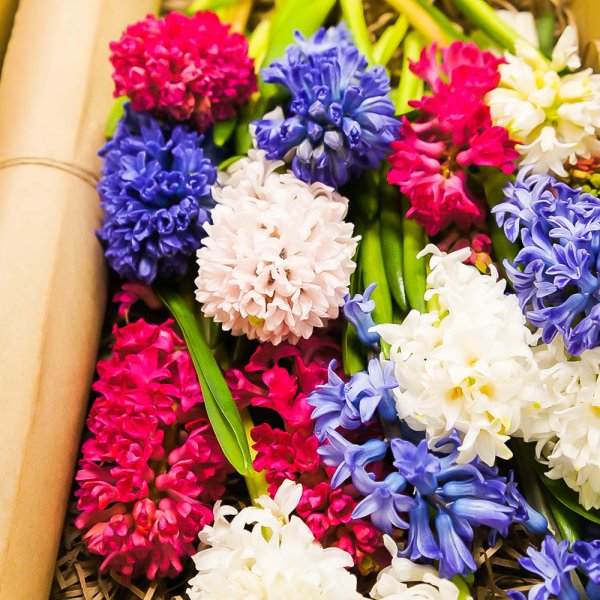 Гиацинт Остара