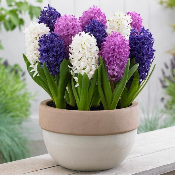Hyacinthus цветок