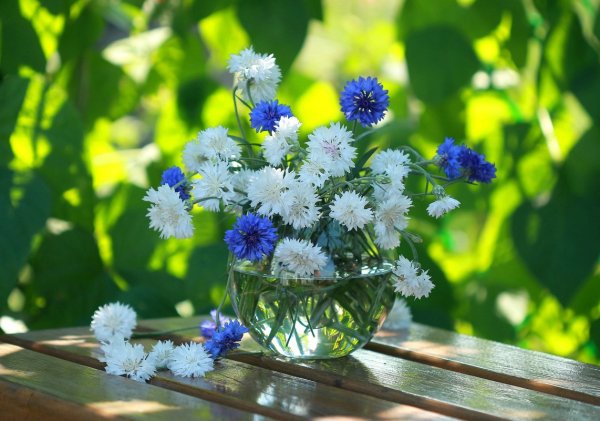 Лето васильки