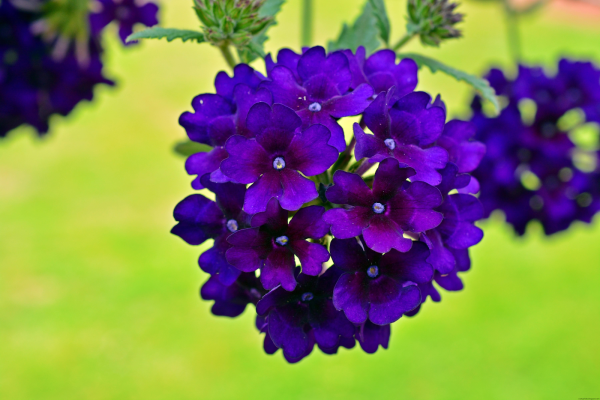 Вербена Verbena Magelana Lilac
