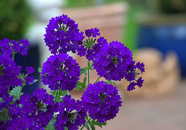 Вербена гибридная (Verbena hybrida)