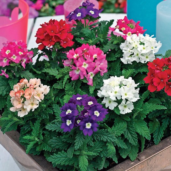 Вербена Обсешн микс