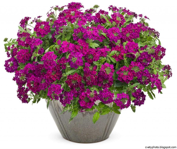 Вербена канадская (Verbena canadensis)
