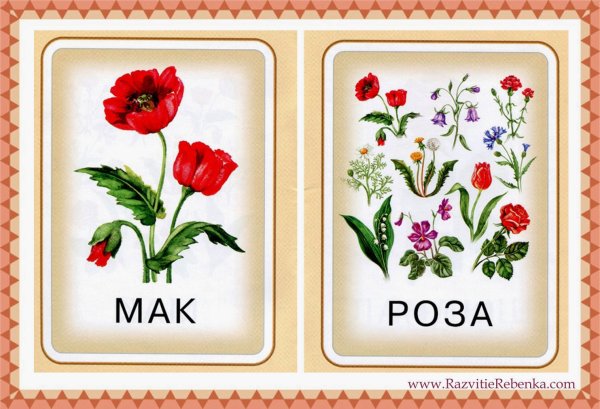 Цветы карточки для детей
