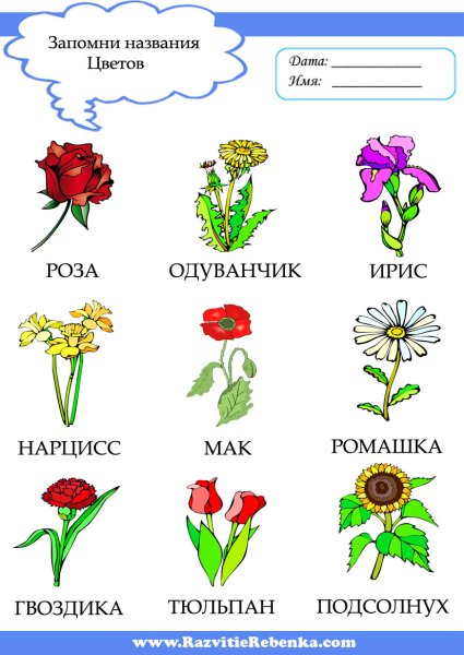 Цветы с названиями для детей