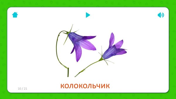 Обучающие карточки "цветы"