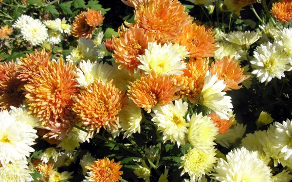 Хризантема Flame bicolor