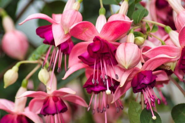 Фуксия Клеанта