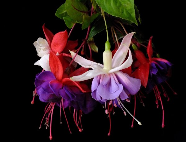 Фуксия Leonita Rose Violet