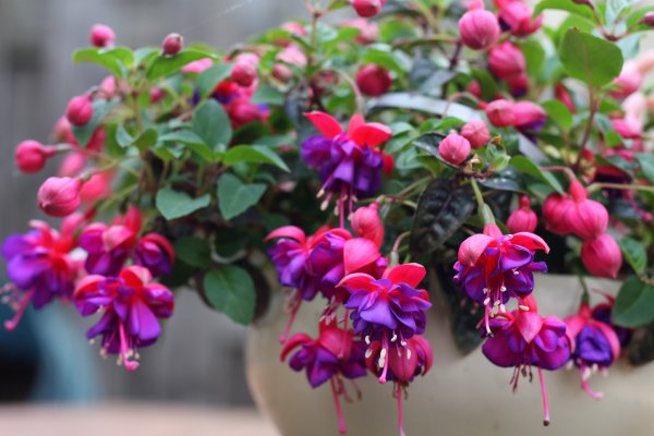 Фуксия Fuchsia paniculata