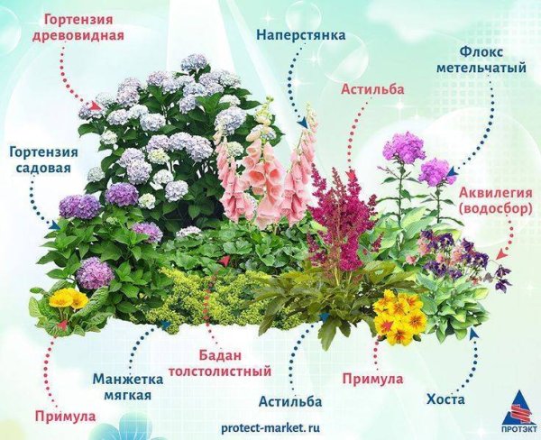 Миксбордер с флоксами схема