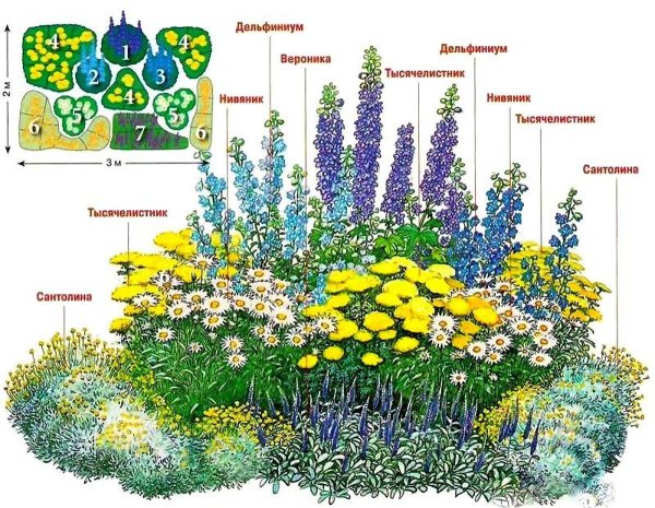 Многолетники для клумбы непрерывного цветения