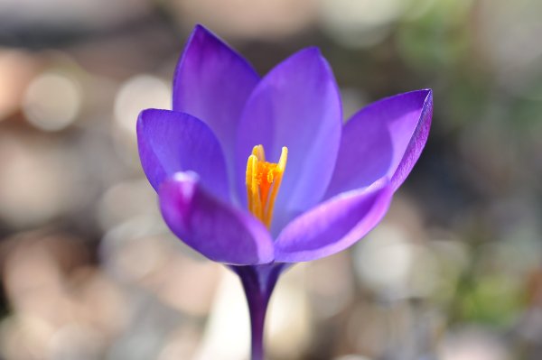 Шафран посевной (Crocus sativus)