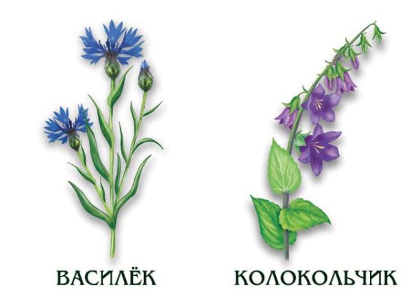 Лесные цветы для дошкольников
