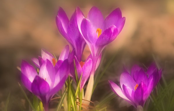 Шафран посевной (Crocus sativus)